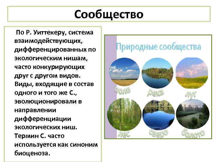 Сообщество По Р. Уиттекеру, система взаимодействующих, дифференцированных по экологическим нишам, часто конкурирующих друг с