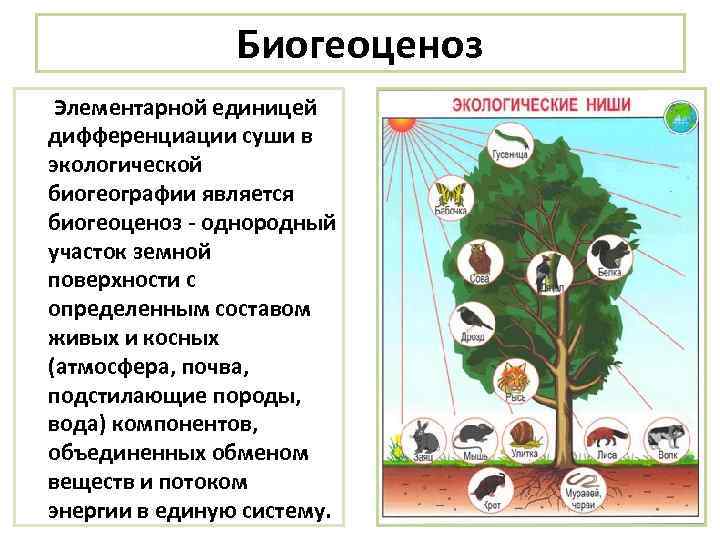 Биогеоценоз Элементарной единицей дифференциации суши в экологической биогеографии является биогеоценоз - однородный участок земной