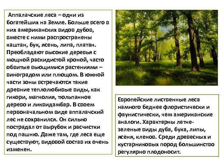 Аппалачские леса – одни из богатейших на Земле. Больше всего в них американских видов