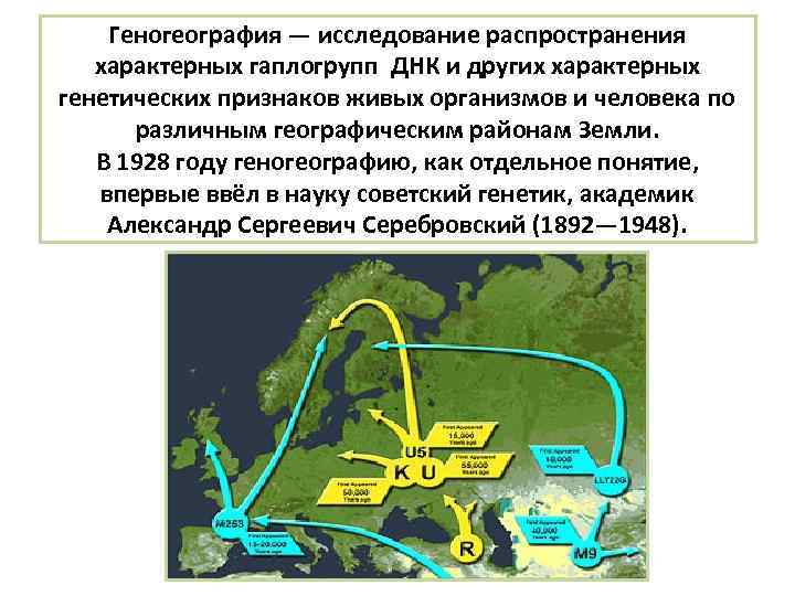 Геногеография — исследование распространения характерных гаплогрупп ДНК и других характерных генетических признаков живых организмов