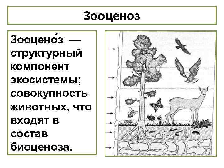 Зооценоз Зооцено з — структурный компонент экосистемы; совокупность животных, что входят в состав биоценоза.