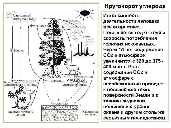 Круговорот углерода Интенсивность деятельности человека все возрастает. Повышается год от года и скорость потребления