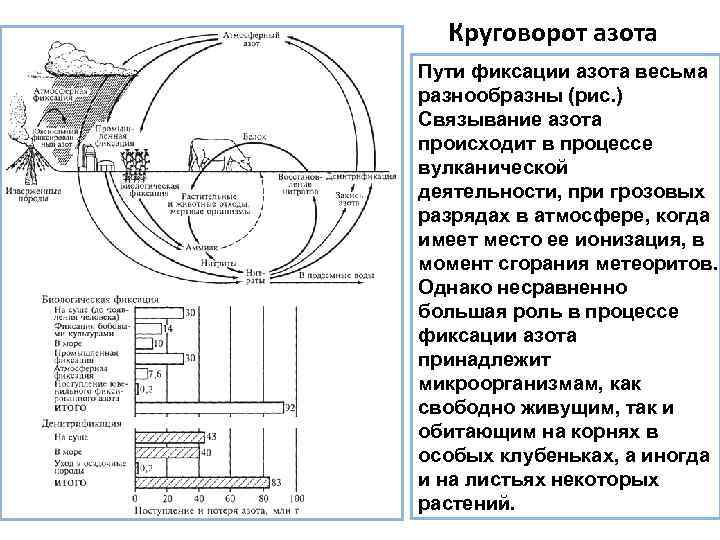 Круговорот азота Пути фиксации азота весьма разнообразны (рис. ) Связывание азота происходит в процессе