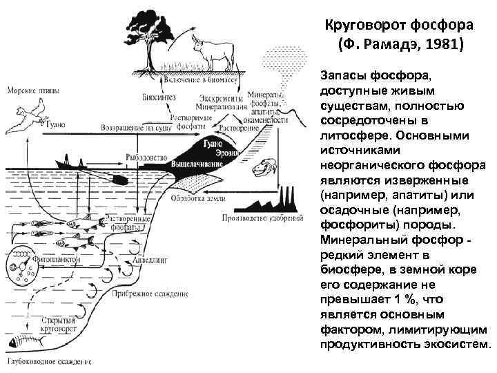 Круговорот фосфора (Ф. Рамадэ, 1981) Запасы фосфора, доступные живым существам, полностью сосредоточены в литосфере.