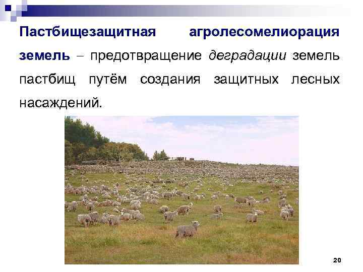 Пастбищезащитная агролесомелиорация земель предотвращение деградации земель пастбищ путём создания защитных лесных насаждений. 20 