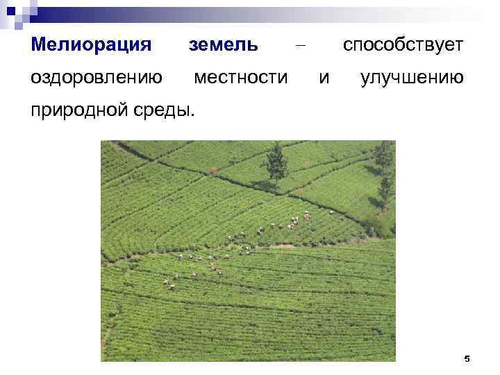 Мелиорация земель оздоровлению местности способствует и улучшению природной среды. 5 