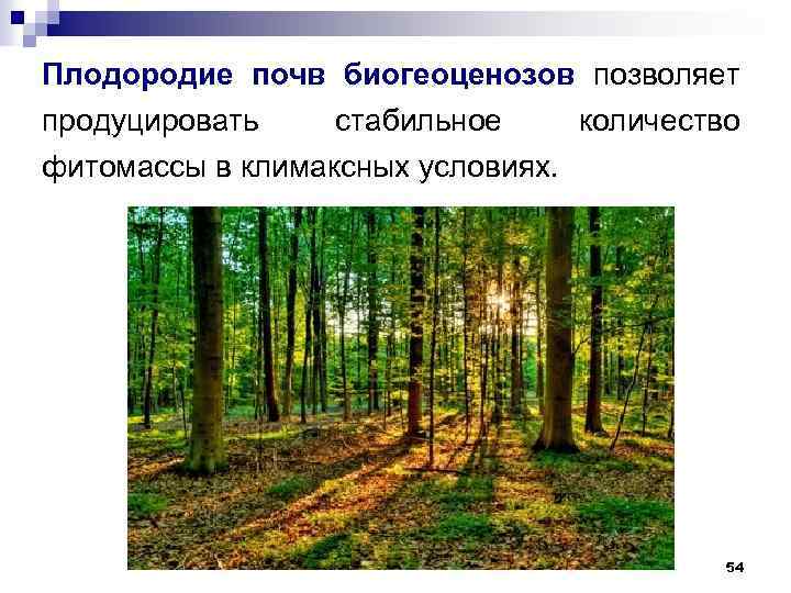 Плодородие почв биогеоценозов позволяет продуцировать стабильное количество фитомассы в климаксных условиях. 54 