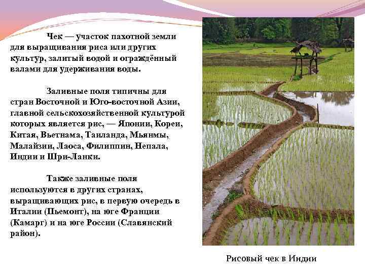 Чек — участок пахотной земли для выращивания риса или других культур, залитый водой и