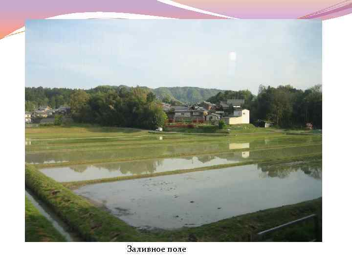 Заливное поле 