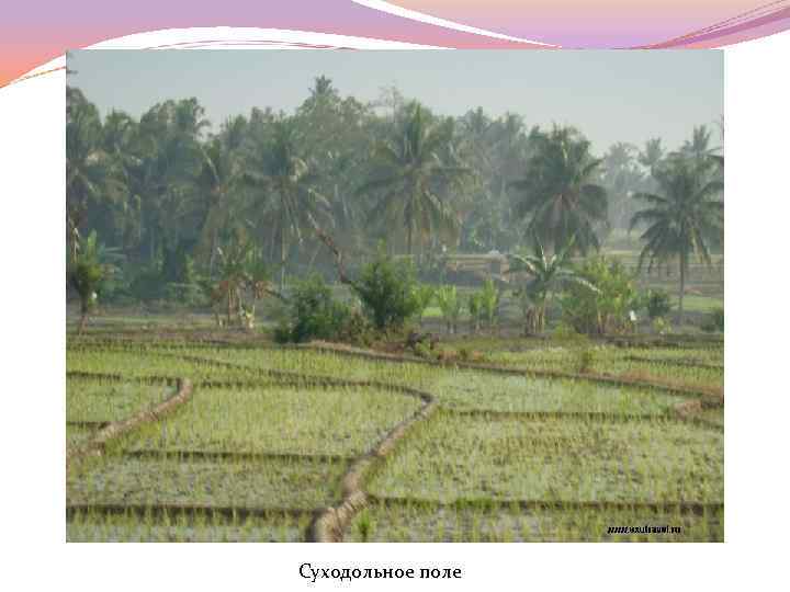 Суходольное поле 