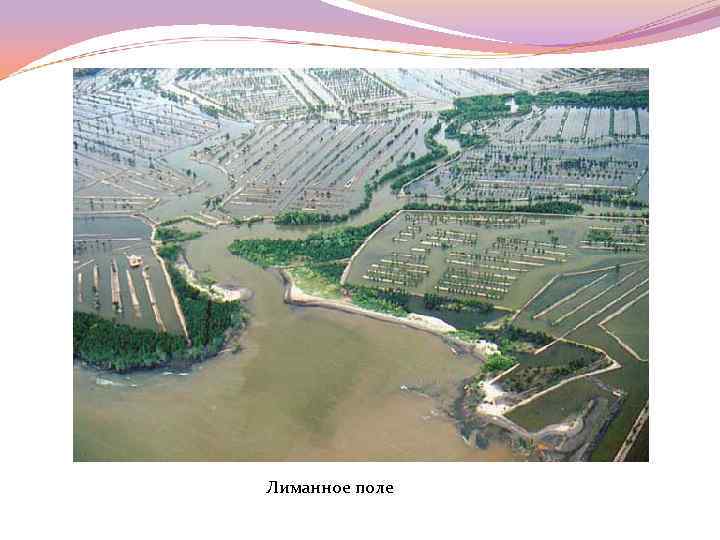 Лиманное поле 