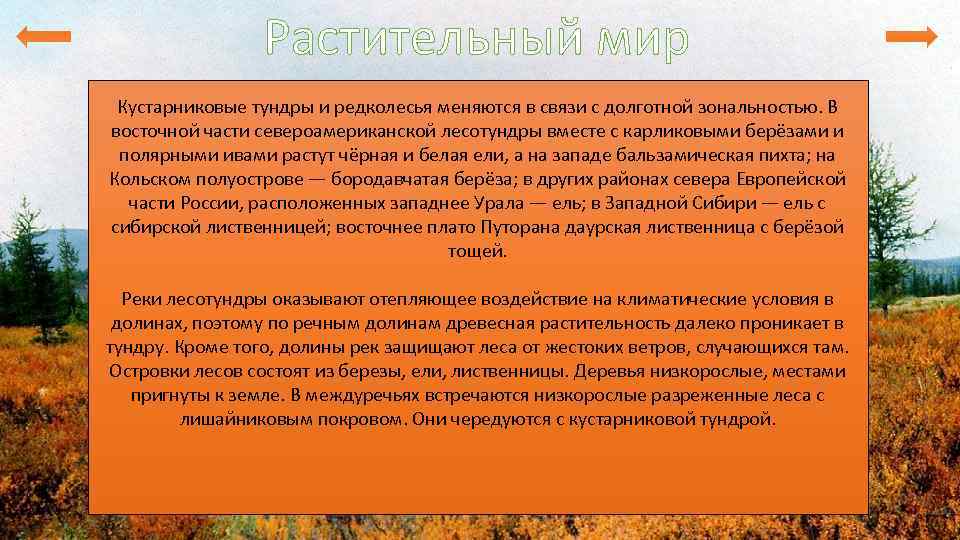 Климатические условия тундры и лесотундры. Средний Урал климатические условия. Экологические проблемы тундровой зоны. Растительный мир лесотундры в России кратко. Экологические проблемы в зоне тундры.