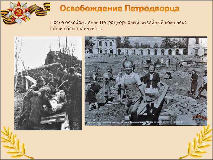 После освобождения Петродворцовый музейный комплекс стали восстанавливать. 