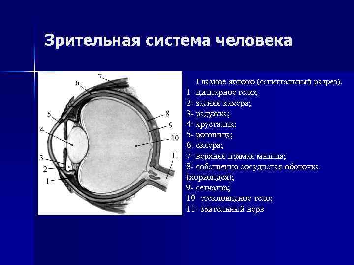 Схема строения глаза человека в сагиттальном разрезе