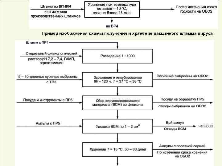 Пример изображения схемы получения и хранения вакцинного штамма вируса 