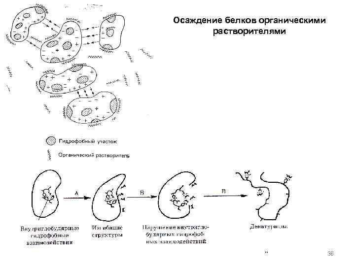 Осаждение белков органическими растворителями 36 