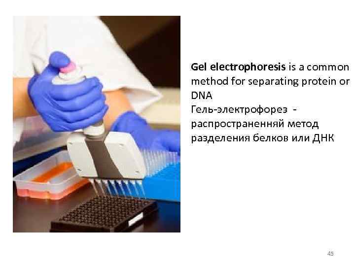 Gel electrophoresis is a common method for separating protein or DNA Гель-электрофорез распространенняй метод