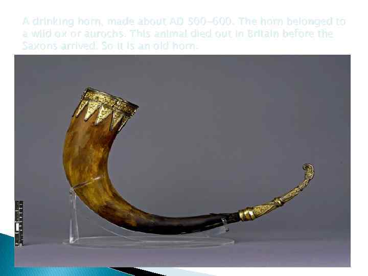 A drinking horn, made about AD 500 -600. The horn belonged to a wild
