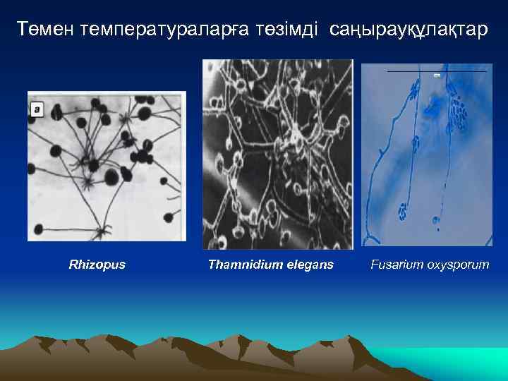  Төмен температураларға төзімді саңырауқұлақтар Ээ эээээээ э Rhizopus Thamnidium elegans Fusarium oxysporum 