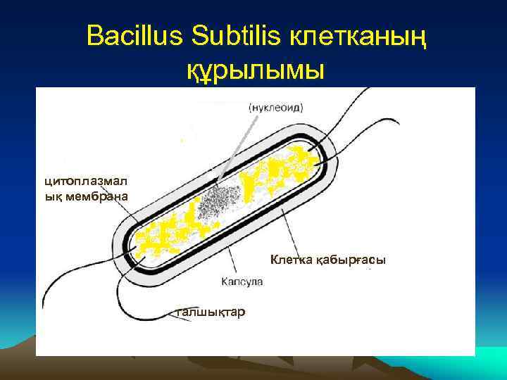 Bacillus Subtilis клетканың құрылымы цитоплазмал ық мембрана Клетка қабырғасы талшықтар 