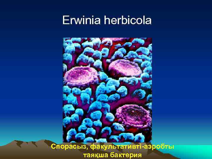  Erwinia herbicola Спорасыз, факультативті-аэробты таяқша бактерия 