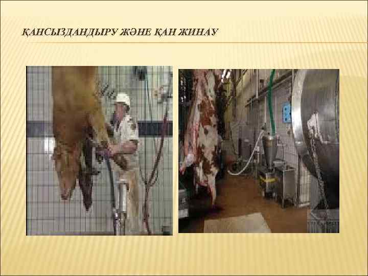 ҚАНСЫЗДАНДЫРУ ЖӘНЕ ҚАН ЖИНАУ 
