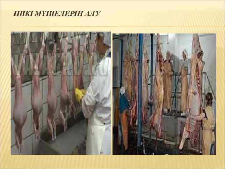 ІШКІ МҮШЕЛЕРІН АЛУ 