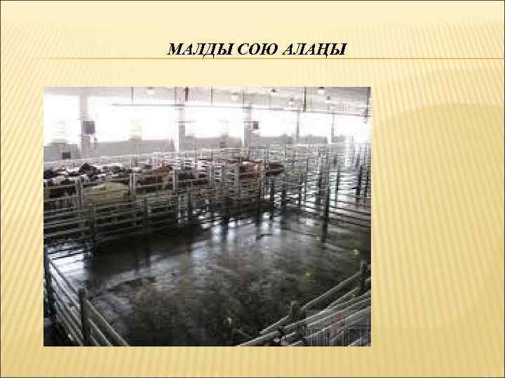 МАЛДЫ СОЮ АЛАҢЫ 