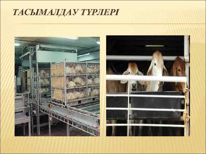 ТАСЫМАЛДАУ ТҮРЛЕРІ 