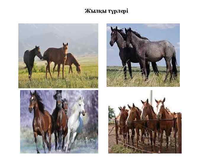 Жылқы түрлері 