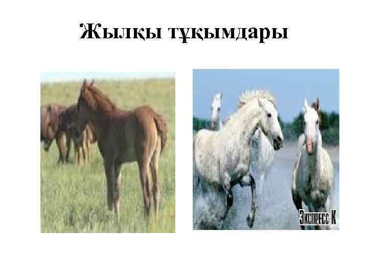Жылқы тұқымдары 