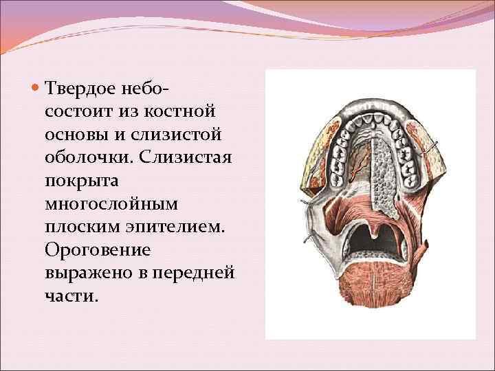  Твердое небо- состоит из костной основы и слизистой оболочки. Слизистая покрыта многослойным плоским