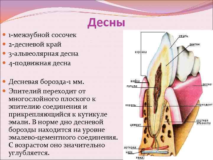 Десны 1 -межзубной сосочек 2 -десневой край 3 -альвеолярная десна 4 -подвижная десна Десневая