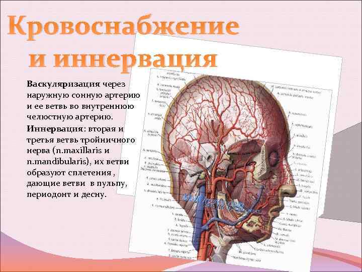 Кровоснабжение и иннервация Васкуляризация через наружную сонную артерию и ее ветвь во внутреннюю челюстную