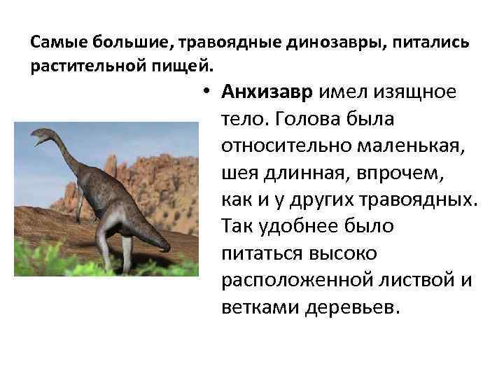 Самые большие, травоядные динозавры, питались растительной пищей. • Анхизавр имел изящное тело. Голова была