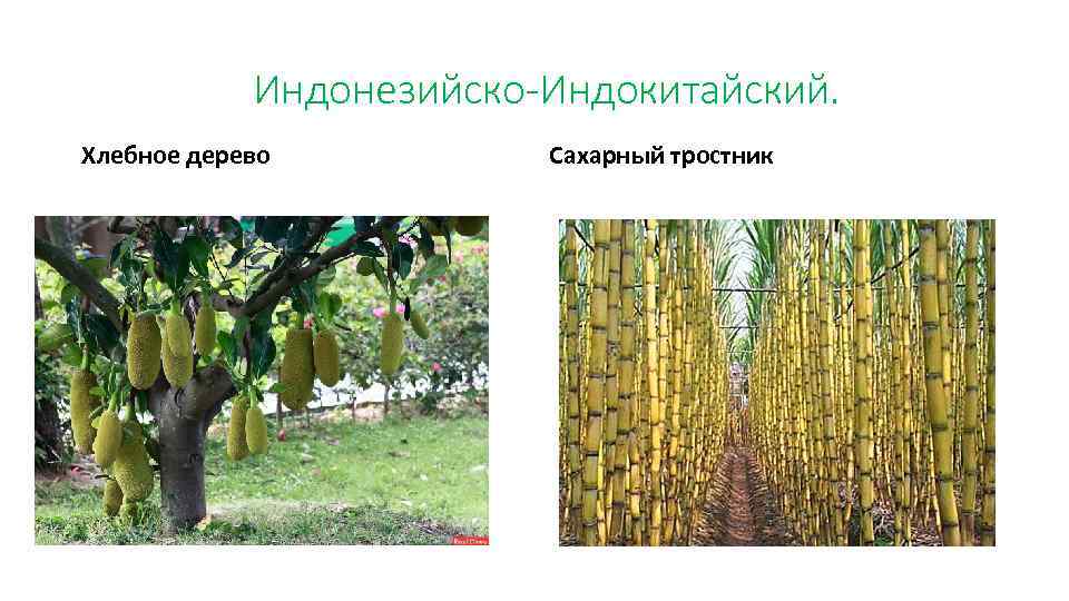 Индонезийско-Индокитайский. Хлебное дерево Сахарный тростник 