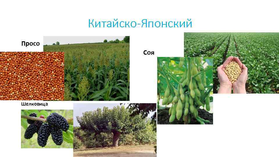 Китайско-Японский Просо Соя Шелковица 