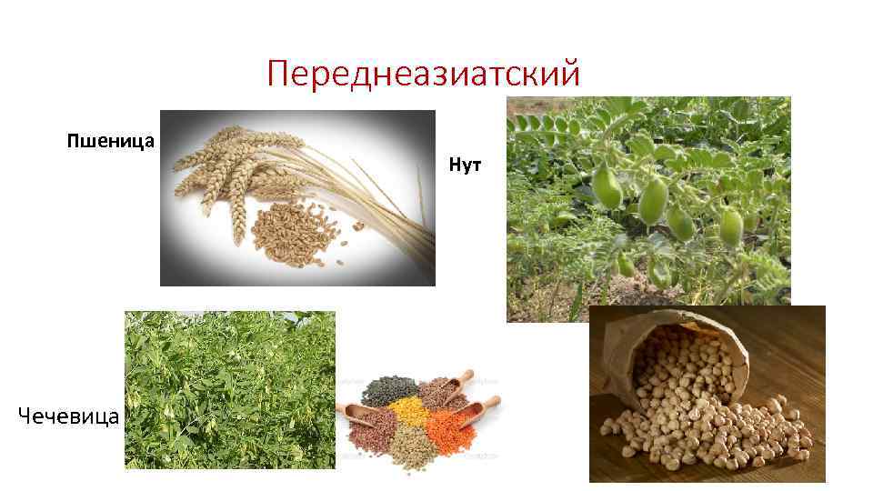 Переднеазиатский Пшеница Чечевица Нут 
