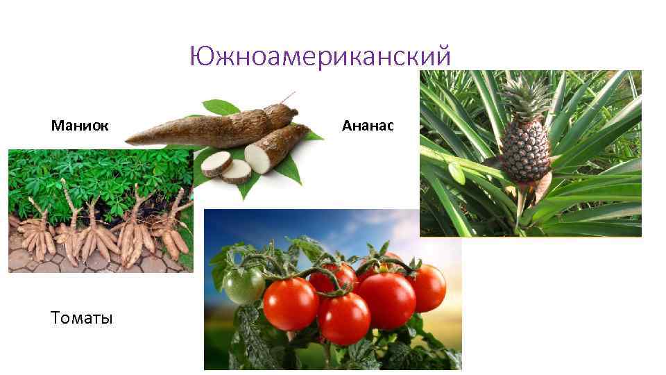 Абиссинский центр происхождения культурных