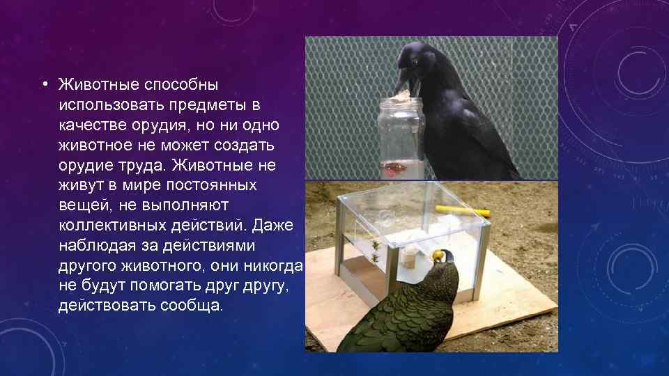  • Животные способны использовать предметы в качестве орудия, но ни одно животное не