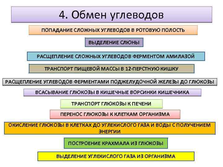 Обмен веществ и энергии основное свойство всех живых существ презентация