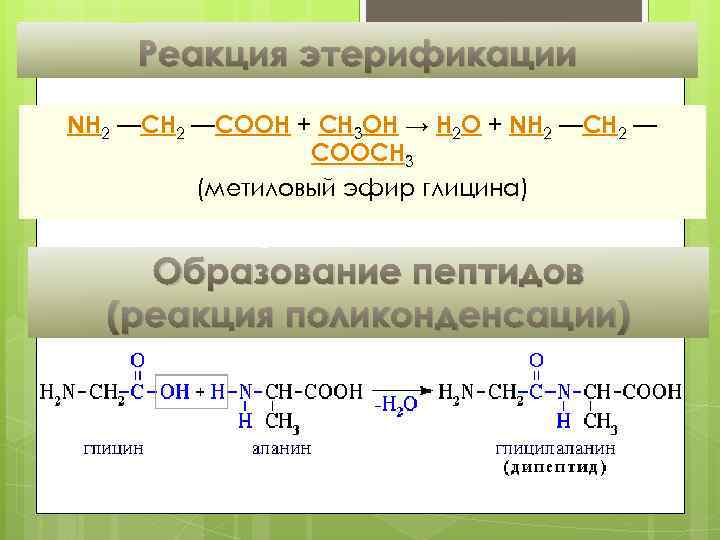 Реакция этерификации NH 2 —COOH + CH 3 OH → H 2 O +