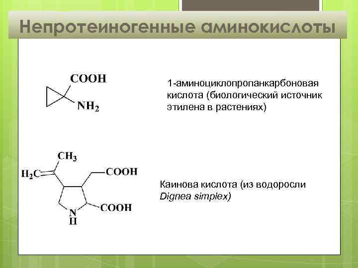 Непротеиногенные аминокислоты 1 -аминоциклопропанкарбоновая кислота (биологический источник этилена в растениях) Каинова кислота (из водоросли