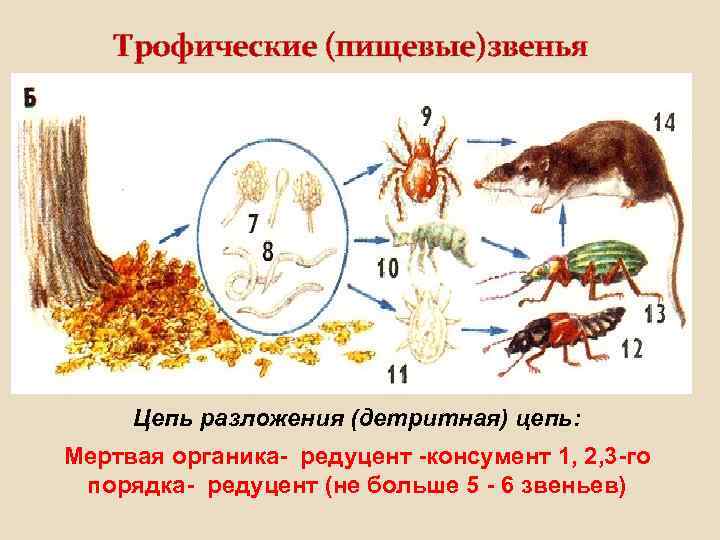 Трофические (пищевые)звенья Цепь разложения (детритная) цепь: Мертвая органика- редуцент -консумент 1, 2, 3 -го