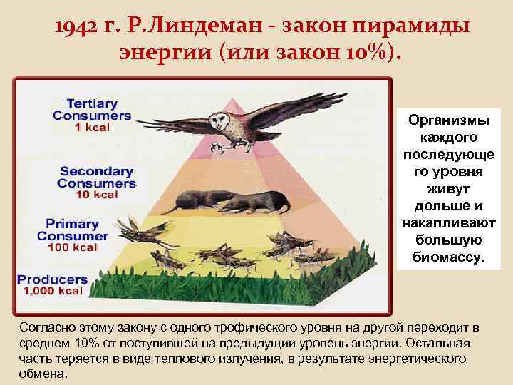 1942 г. Р. Линдеман - закон пирамиды энергии (или закон 10%). ? ? Организмы