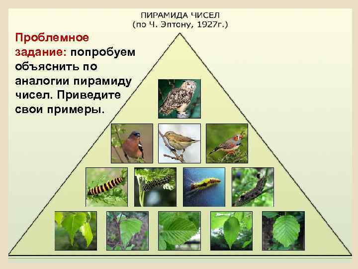 Проблемное задание: попробуем объяснить по аналогии пирамиду чисел. Приведите свои примеры. 