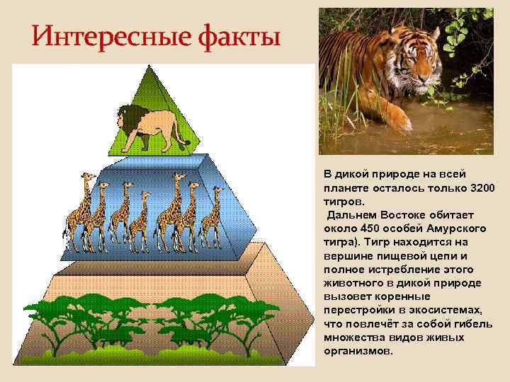 Интересные факты В дикой природе на всей планете осталось только 3200 тигров. Дальнем Востоке