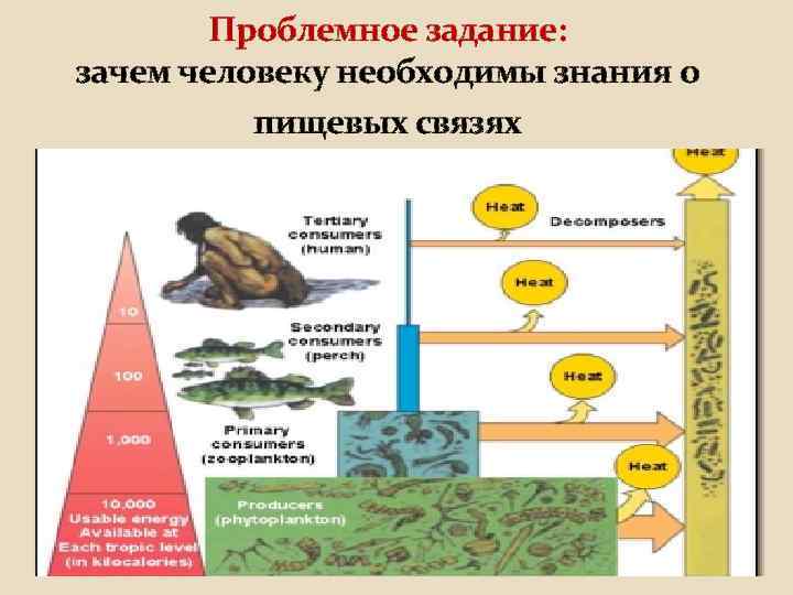 Проблемное задание: зачем человеку необходимы знания о пищевых связях 