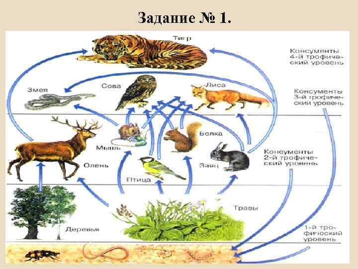 Задание № 1. 