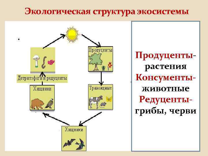 Экологическая структура экосистемы Продуцентырастения Консументыживотные Редуцентыгрибы, черви 